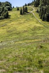 Fototapeta premium Hala Rycerzowa meadow in Beskid Zywiecki mountains with isolated tree, hiking trails and clear sky