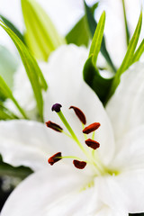 Flower white lily