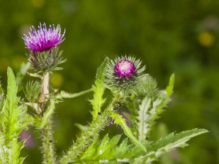 Blooming Thistle, Carduus, flower bud macro with bokeh background, selective focus, shallow DOF