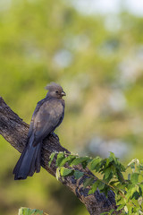 Grey go-away bird in Kruger National park, South Africa