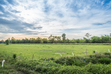 Beautiful sunset with blue sky over the rice field in Thailand.