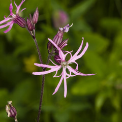 Ragged-Robin, Lychnis flos-cuculi, flower detailed macro on bokeh background, selective focus, shallow DOF