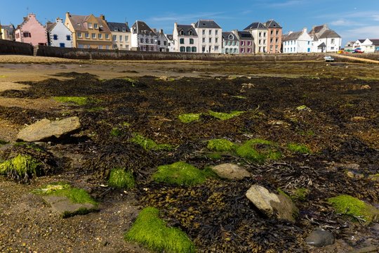 Seaweed at low tide