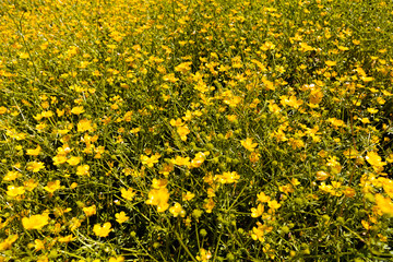 Obraz premium Mountain buttercup