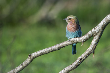 Rufous-crowned Roller in Kruger National park, South Africa