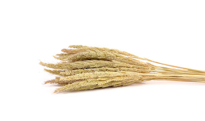 Rice close up isolated on white background