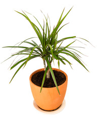 Dracaena marginata in a pot
