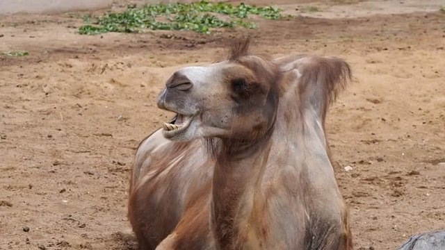 The camel chews the cudживотные,