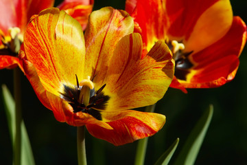Fototapeta na wymiar Tulips