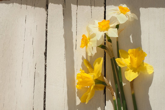 daffodil narcissus