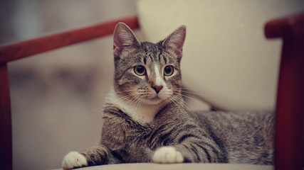 Portrait of a domestic striped young cat on a chair.