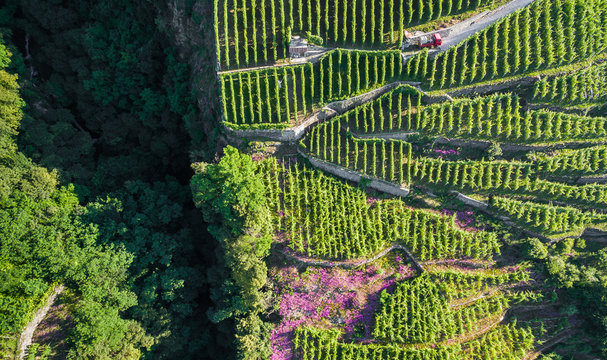 Valtellina (IT) - Lavorazione dei terrazzamenti coltivati a vigneto - vista aerea