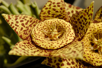 succulent Orbea variegata (Stapelia variegata)