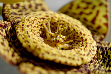 succulent Orbea variegata (Stapelia variegata)