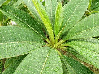 Water droplets on a leaf frangipani