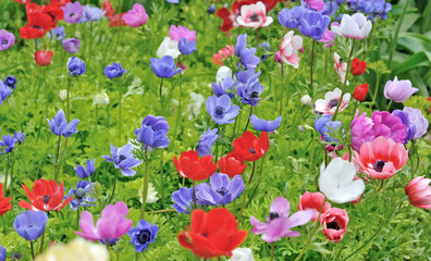 Anemones in Keukenhof garden