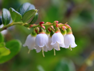 Plakat Blossoming of cowberry