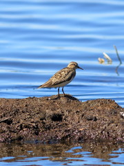 The sandpiper in the summer on Yamal