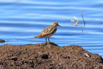 The sandpiper among the lake