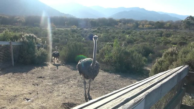 Feeding ostriches