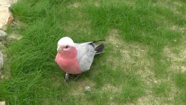 Goffin cockatoo