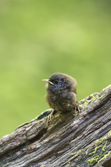 ミソサザイ(winter wren)の巣立ち雛