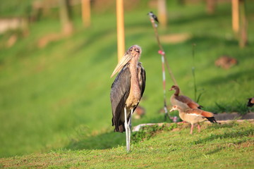 Marabou Stork (Leptoptilos crumeniferus) in Lake Victoria, Uganda


