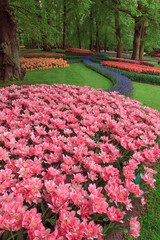 Tulip field in Keukenhof Gardens, Lisse, Netherlands