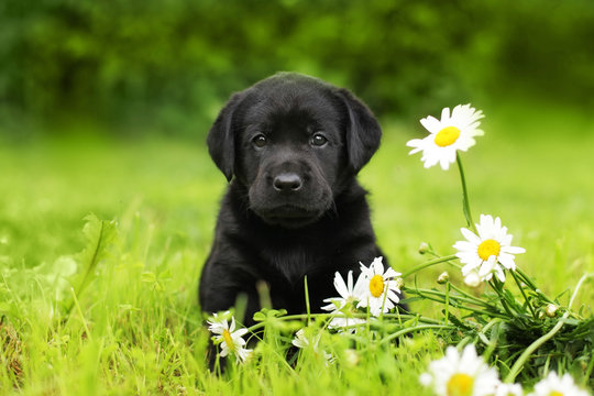 puppy dog Labrador sitting outdoors in summer