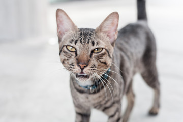 Thai cat with yellow eyes at outdoor.