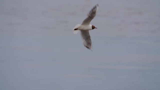 A lot of seagull flying very close to camera in slow motion