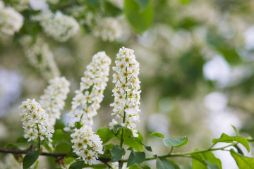 blooming trees