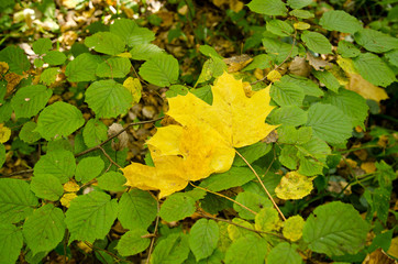autumn colorful leaves 