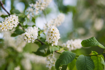 blooming trees