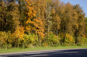 autumn colorful leaves 