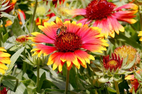 Honig Biene voll mit Bl&uuml;tenstaub auf Gerbera Blume im Garten