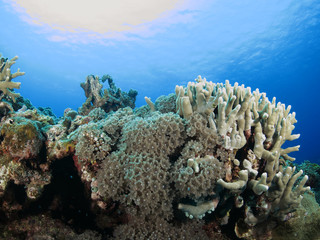 Naklejka na ściany i meble 沖縄離島ダイビング　サンゴが美しい海中の絶景　沖縄慶良間諸島 