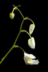 bladderwort carnivorous plant Utricularia alpina