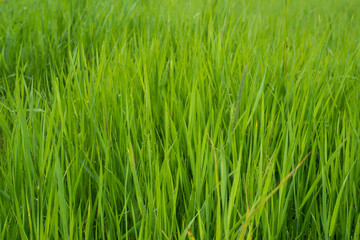 Fresh green grass. Close up.
