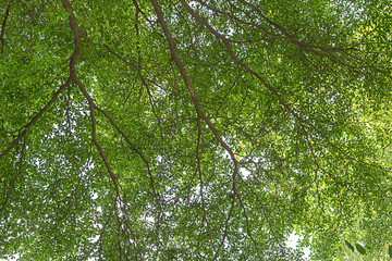 Obraz premium Green tree,leaf tree,tree background,green leaf