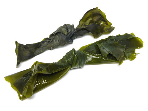 Kelp