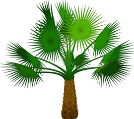palm tree cartoon for you design