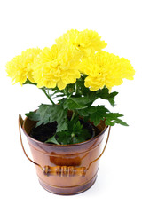 yellow chrysanthemum in bucket potted