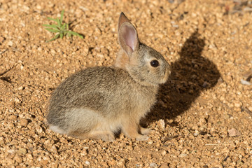 Cute Baby Cottontail Rabbit