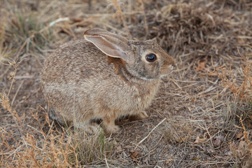 Cute Baby Cottontail Rabbit