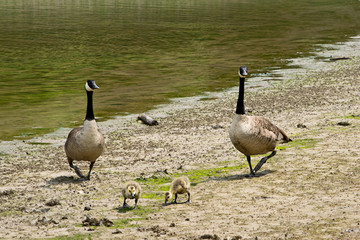 Obraz premium Canadian geese with goslings by the lake