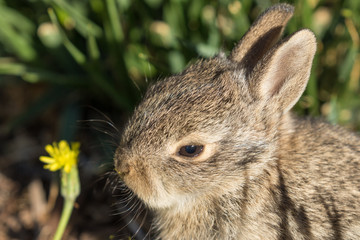 Cute Baby Cottontail Rabbit