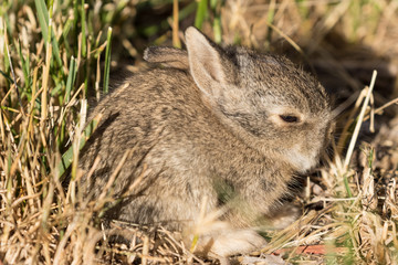 Naklejka na ściany i meble Cute Baby Cottontail Rabbit