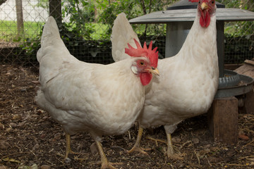 Very nice hens at the hens house outside ( leghorn )
