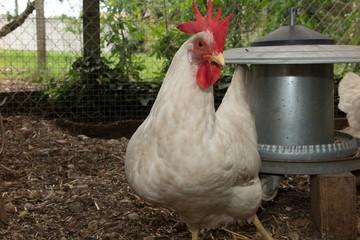 Very nice hens at the hens house outside ( leghorn )